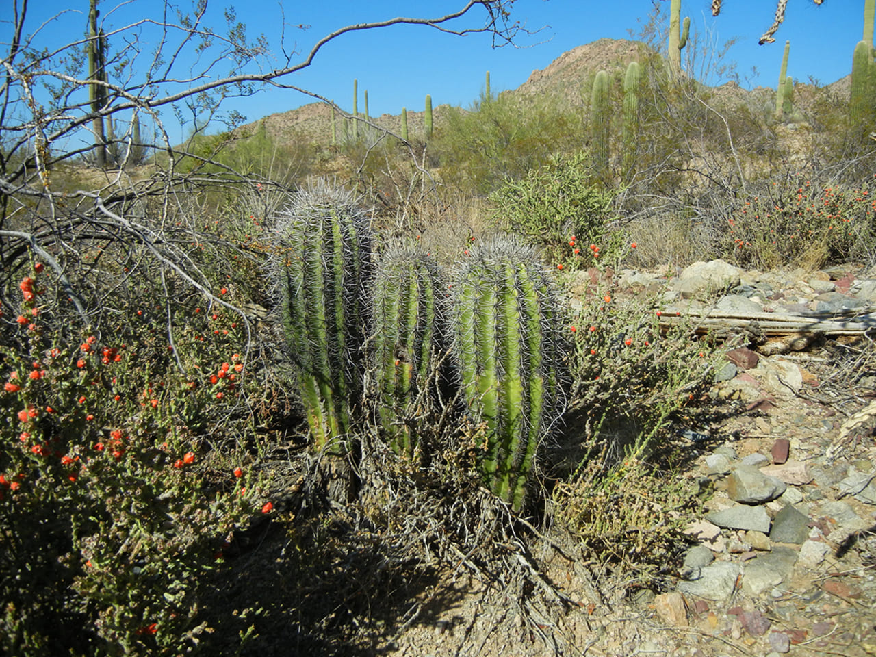 Rincon Mountain Overlook (Saguaro East) - Photo by National Park Service-Alice Wondrak Biel, Public Domain