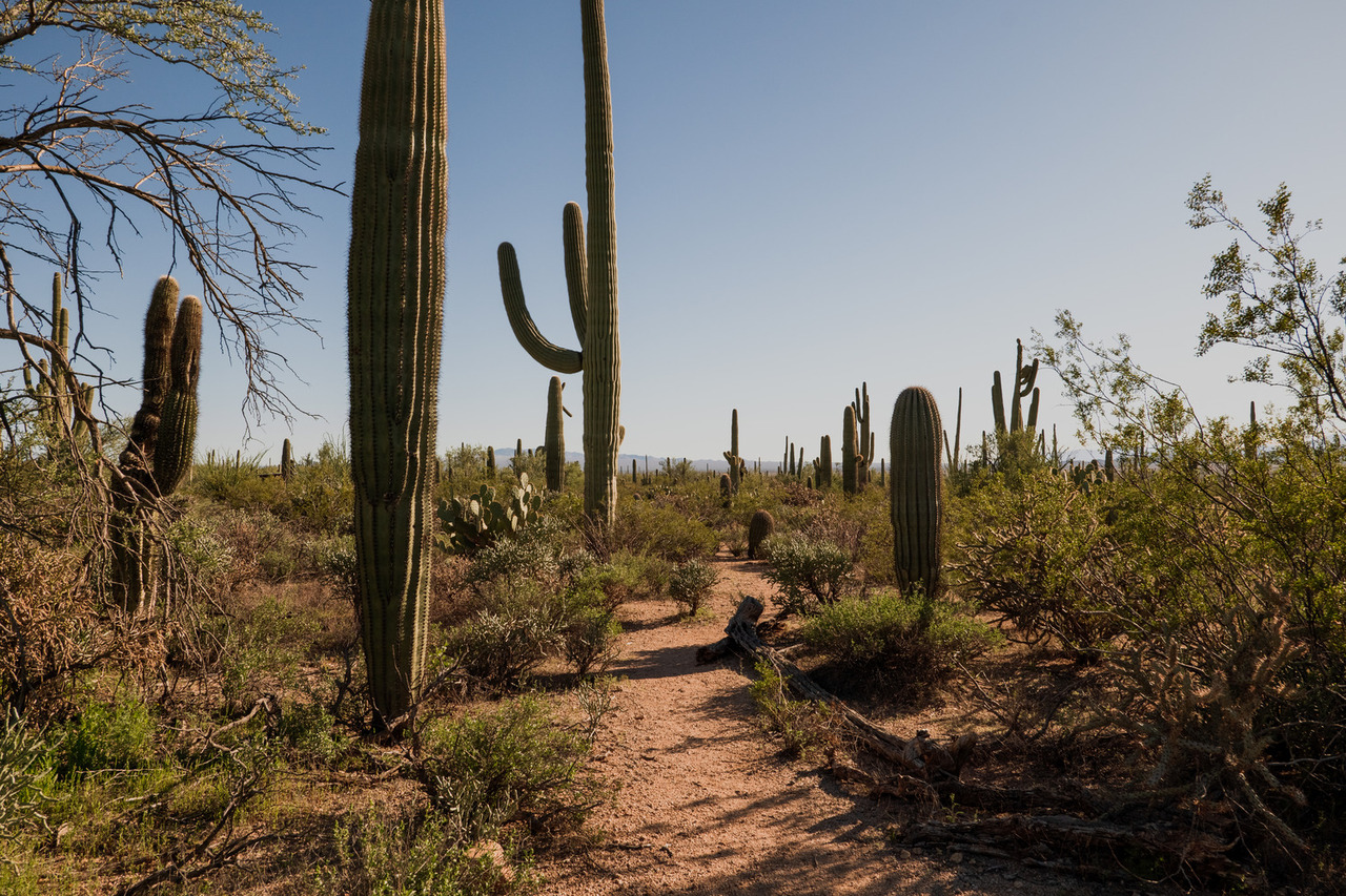 Sonoran Desert Overlook (Saguaro East) - Photo by NPS-Kimberly Twardochleb, Public Domain