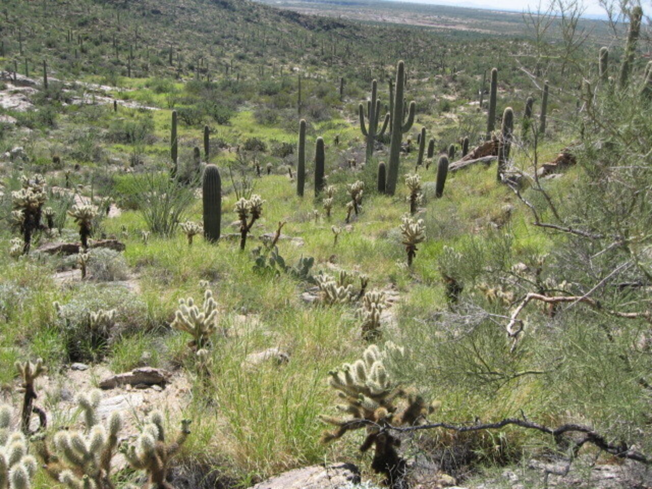 Freeman Homestead Trail (Saguaro East) - Photo by NPS, Public Domain